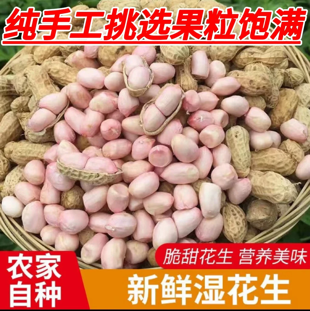 2025河南新鲜粉皮湿花生现挖现发精品鲜花生农家自种颗粒饱满香甜