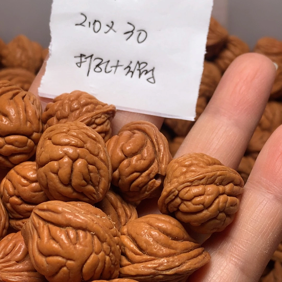 野生龙纹桃核霸王龙