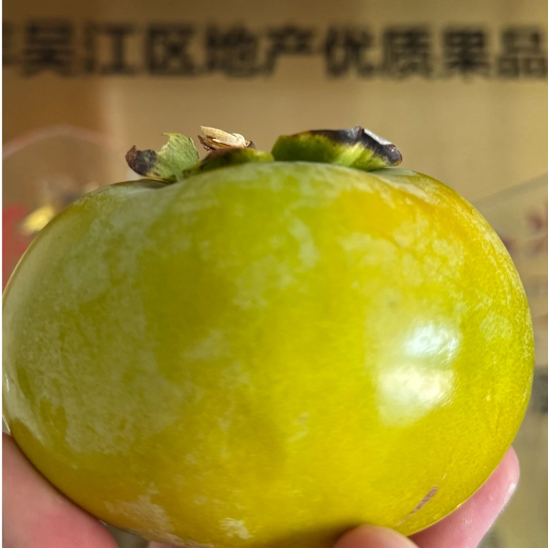【村书记助农】太湖七都本地种植太秋脆柿 新鲜采摘