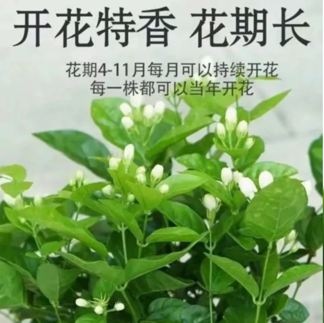【带花苞发货】源头浓香型重瓣香水茉莉花之乡盆栽绿植花卉基地直发