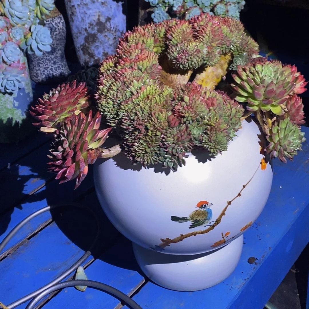 无***刚拉霍亚椎化多肉植物包邮到家