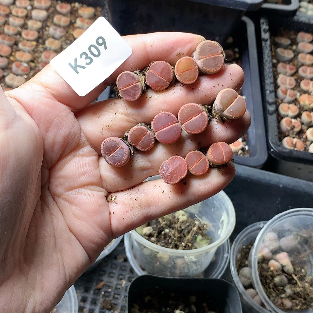 K309多肉植物保护