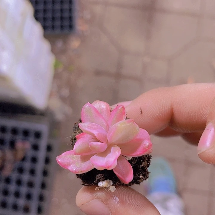 彩虹糖石化拉丝锦