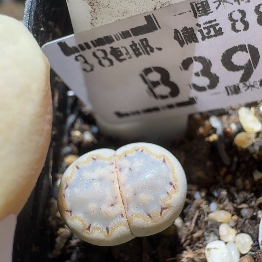 zzzzz生石花肉锥839高特