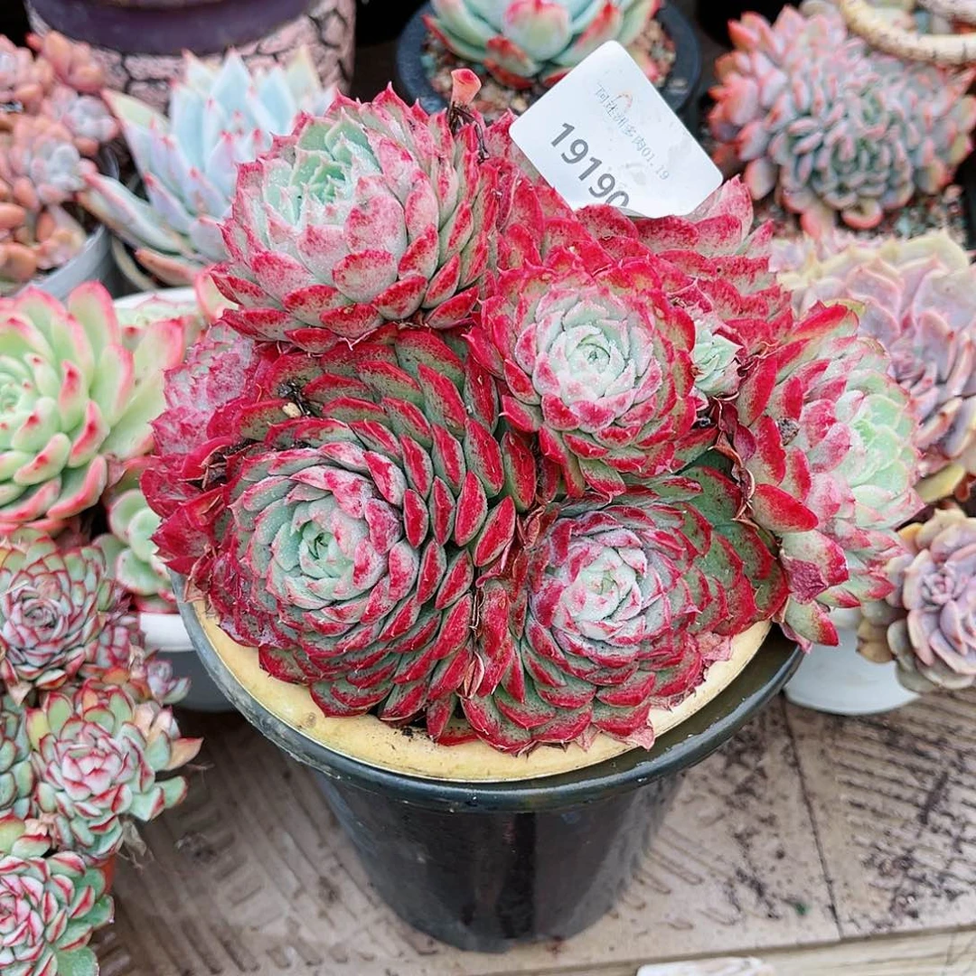 萱*19190多肉植物