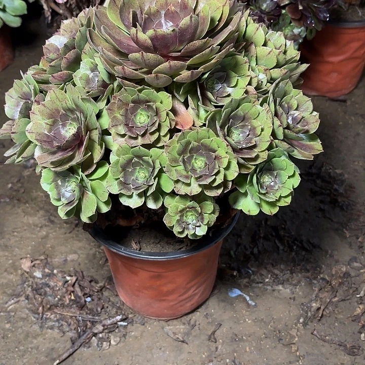 多肉植物万拉丝28
