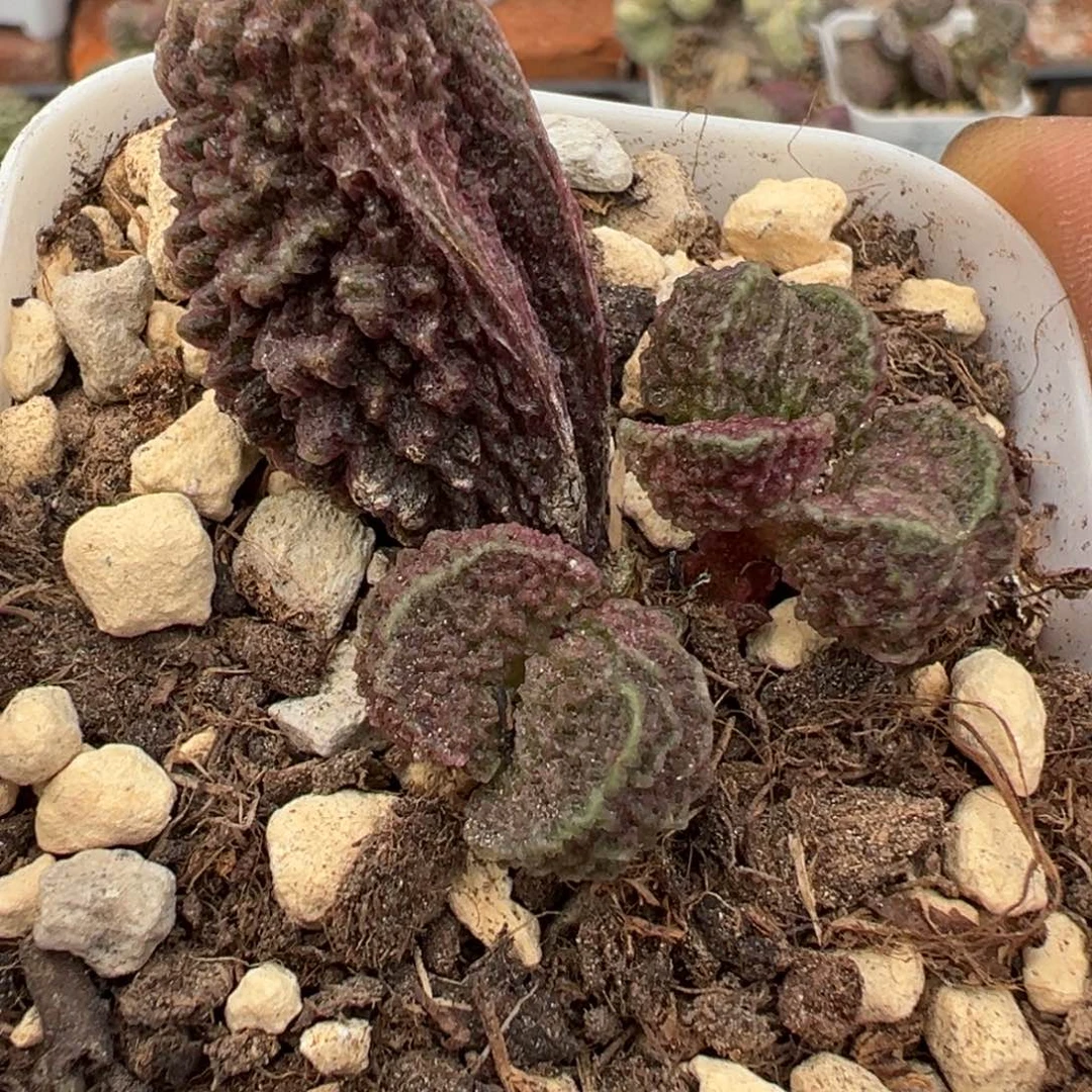 实生新品多肉植物水泡