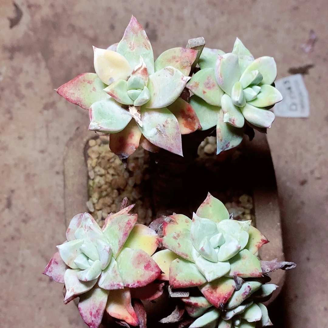 【闪购商品】哈哈哈哈法瑞1648多肉