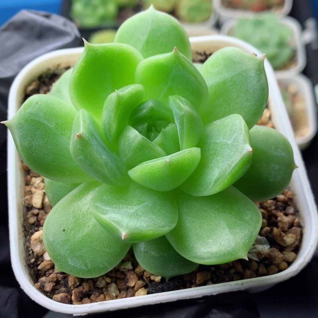 58包邮  群生不包整 177