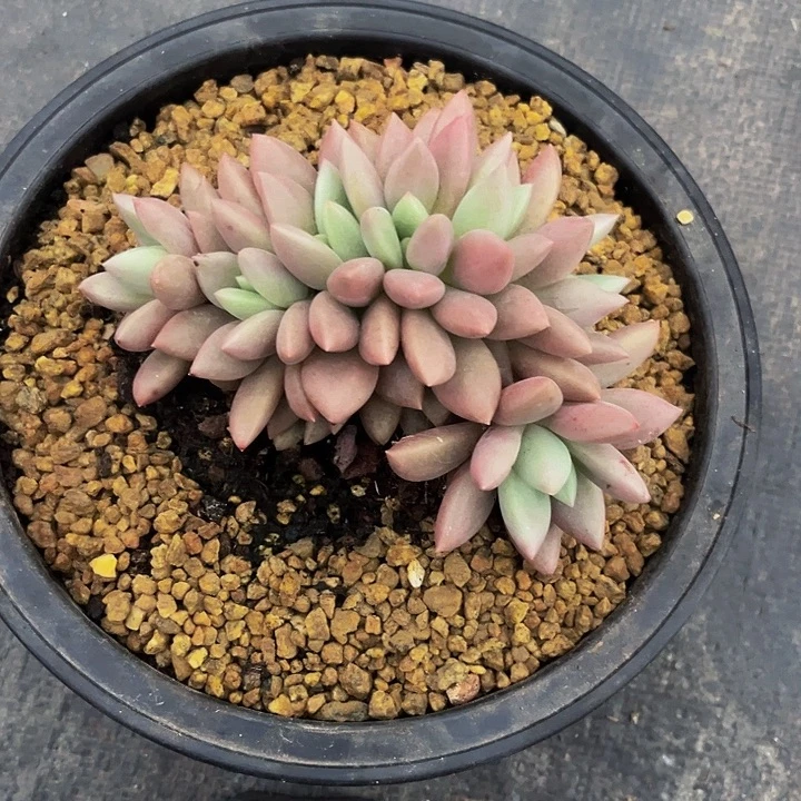 遇****多肉植物桃花源朵朵