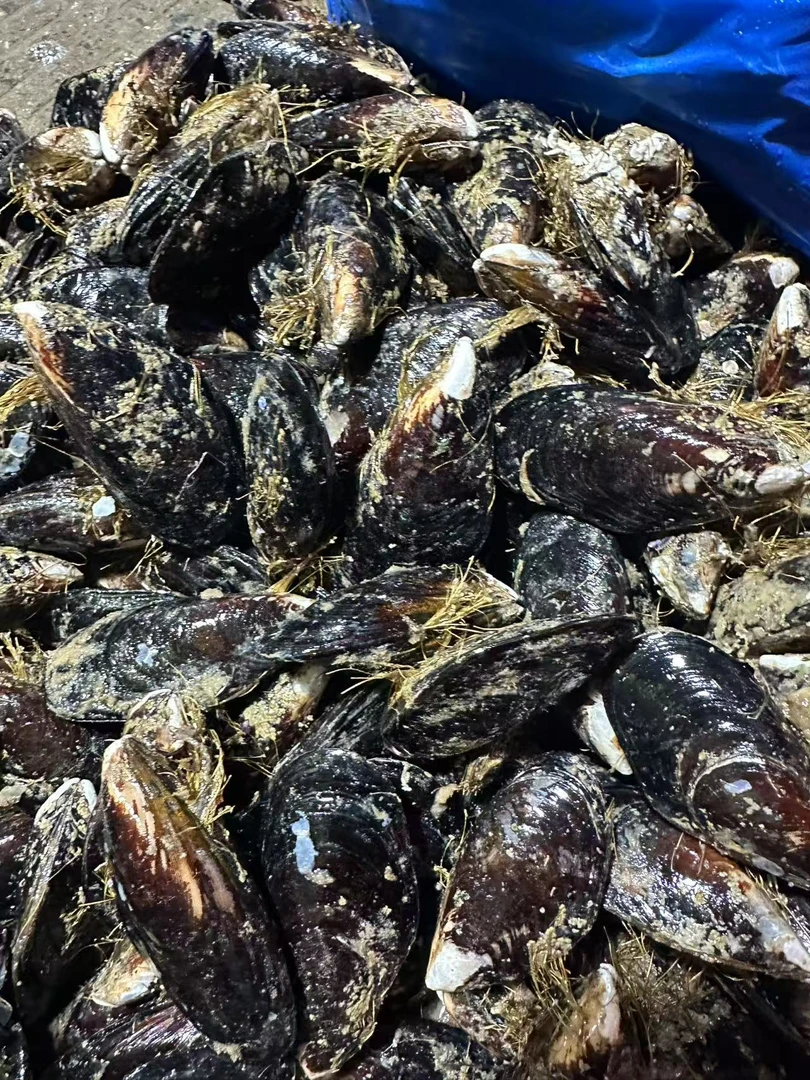 新鲜无沙青口贝淡菜5斤鲜活海鲜贝类