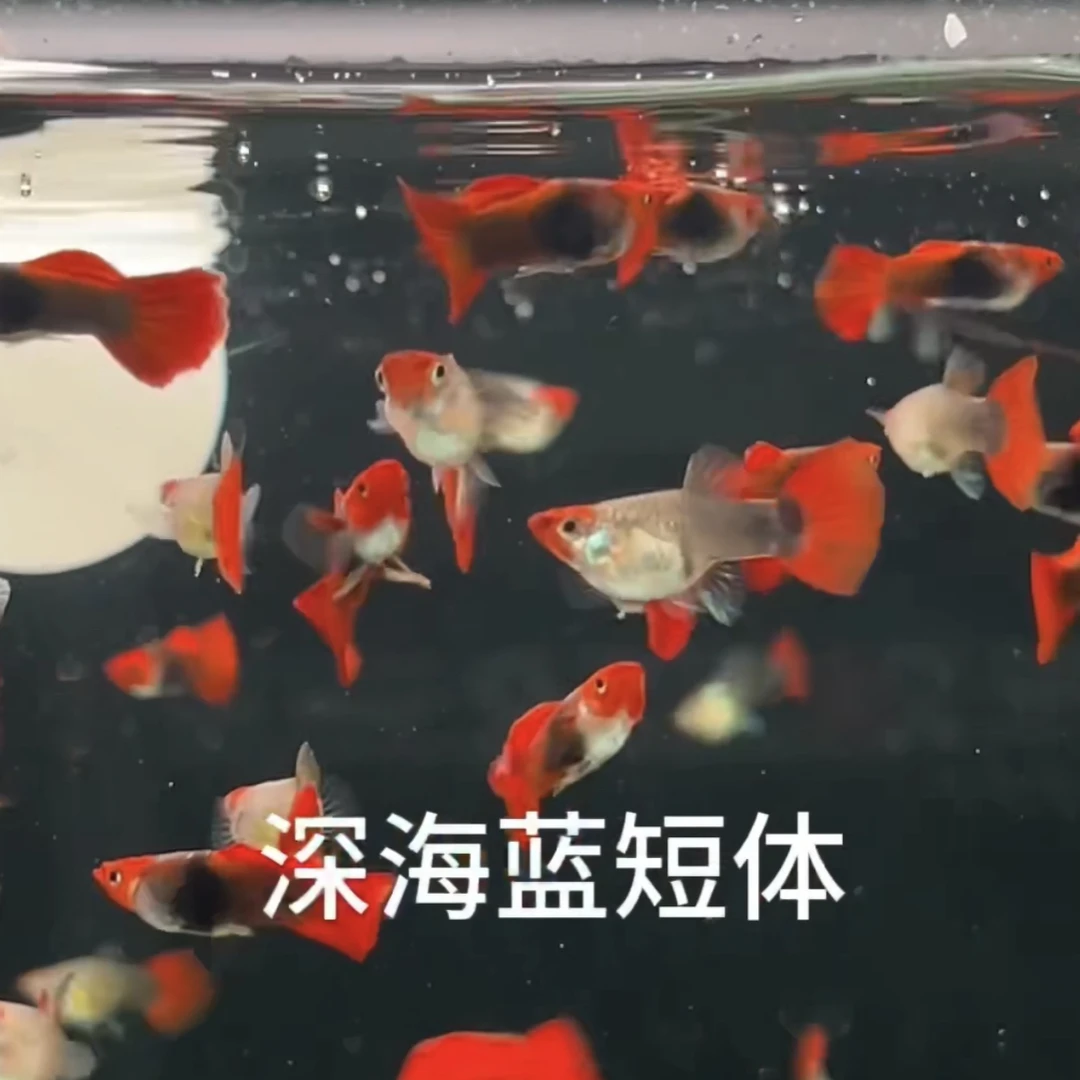 短球体深海蓝贵族精品孔雀鱼小型淡水鱼观赏鱼