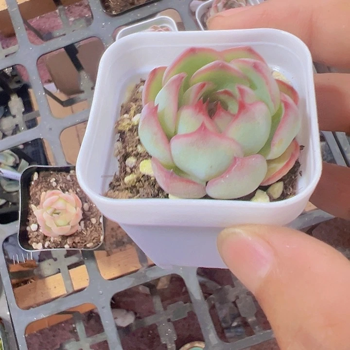 勾魂仙子精品多肉植物
