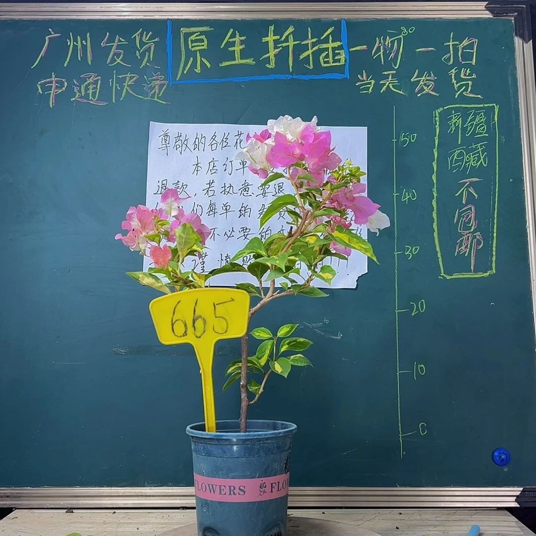 当前无花栽培后可以开花 福利 金心橙白 665