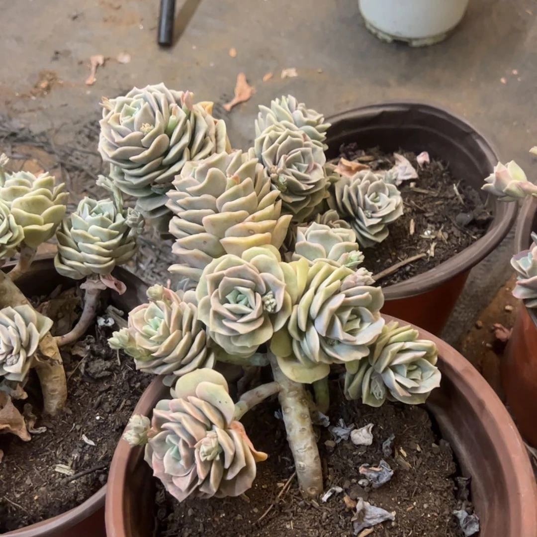 可爱玫瑰七头起发