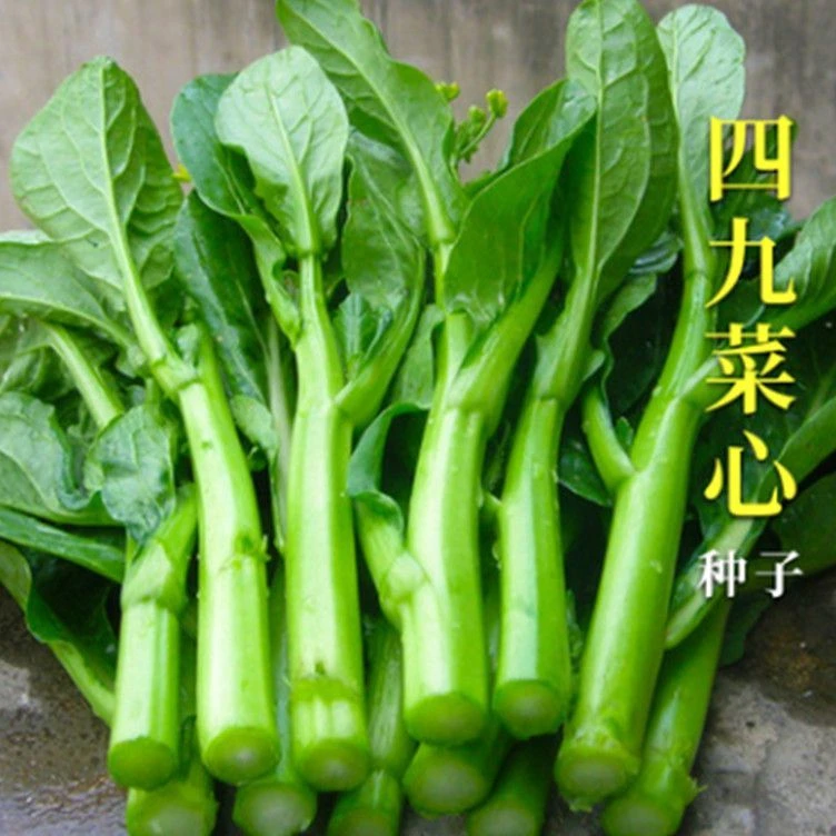 【四九菜心种子】种籽 广东菜苔 菜种孑本地秋冬季甜蔬菜种子
