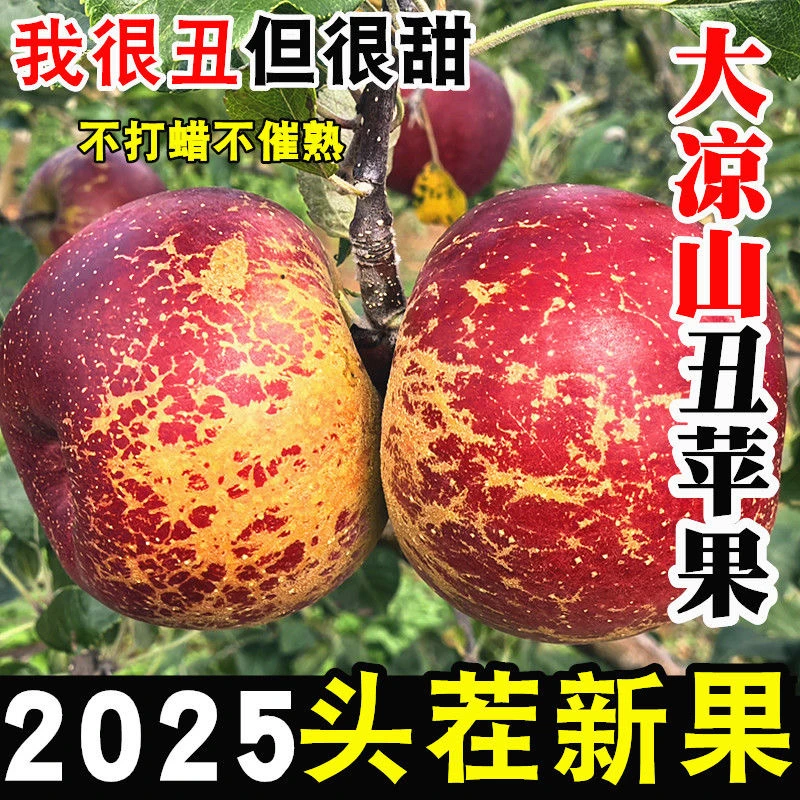正宗大凉山丑苹果冰糖心盐源丑苹果当季新鲜现摘批发新鲜水果DFQ
