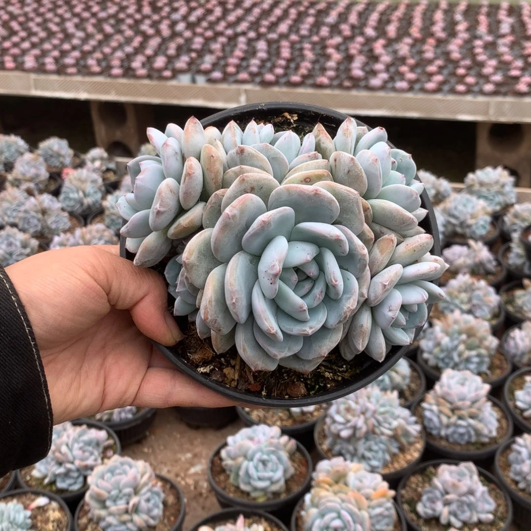 无花朵哈哈哈哈哈哈无砍17