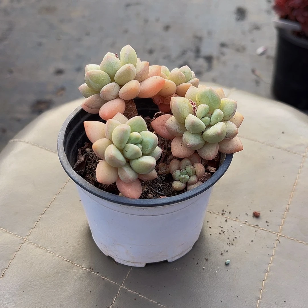 泡泡糖多肉6.8一颗