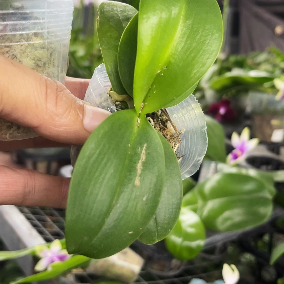 当前无花栽培后可以开花奶**?黑莓1.7微瑕
