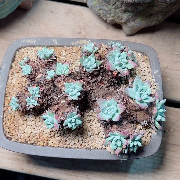 9178莫然一苹果叶仙女杯多肉