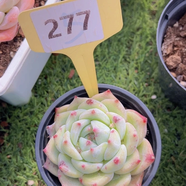 健健康康平平安安