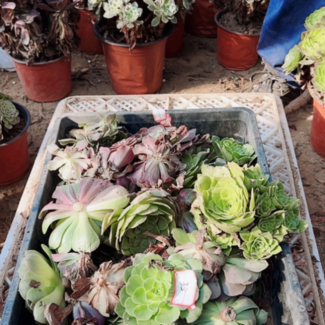 【闪购商品】无花朵最**梦35号砍头多肉植物