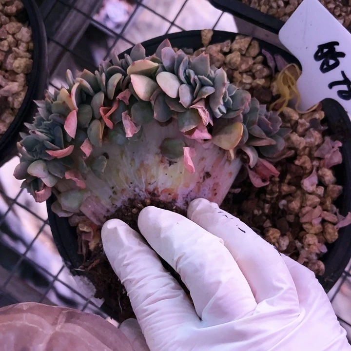 萨*多我是第一百个为妖刀应援的阴阳