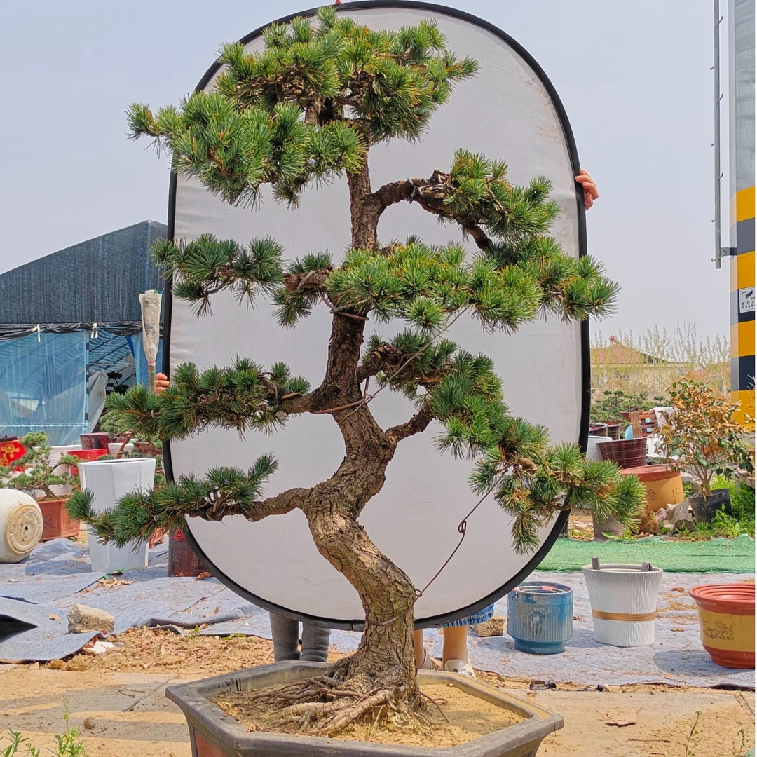 五针松大型盆景 庭院 美观