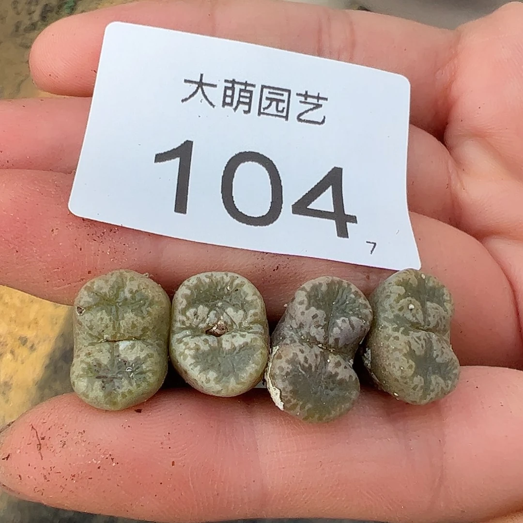 0000量拍蕾丝蝴蝶勋章单头4颗