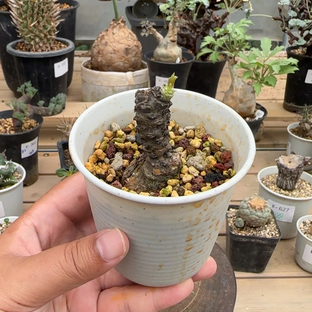 447条纹奇峰锦块根植物