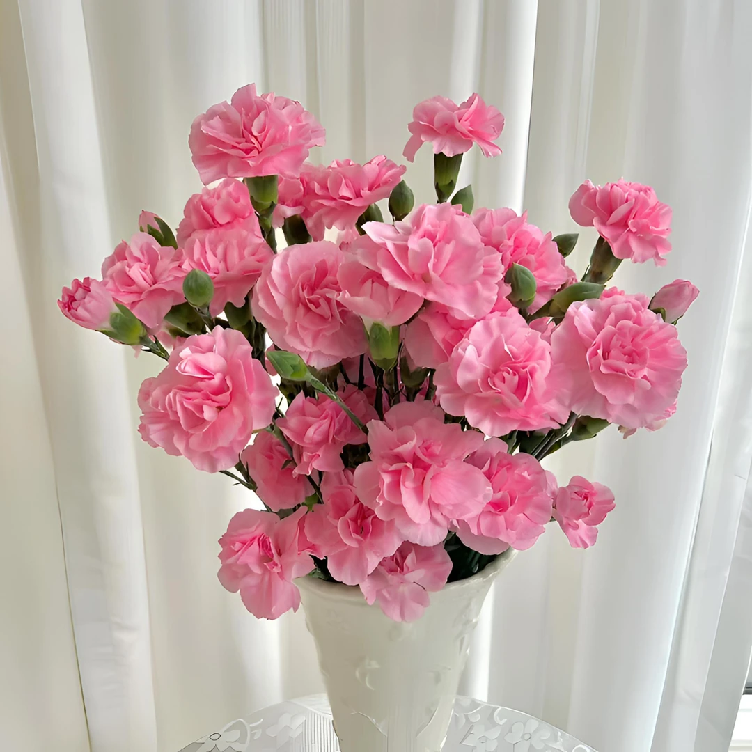 【珍珠粉多头康乃馨】 浅粉色 百花齐放花期长好养好开颜色艳丽鲜花