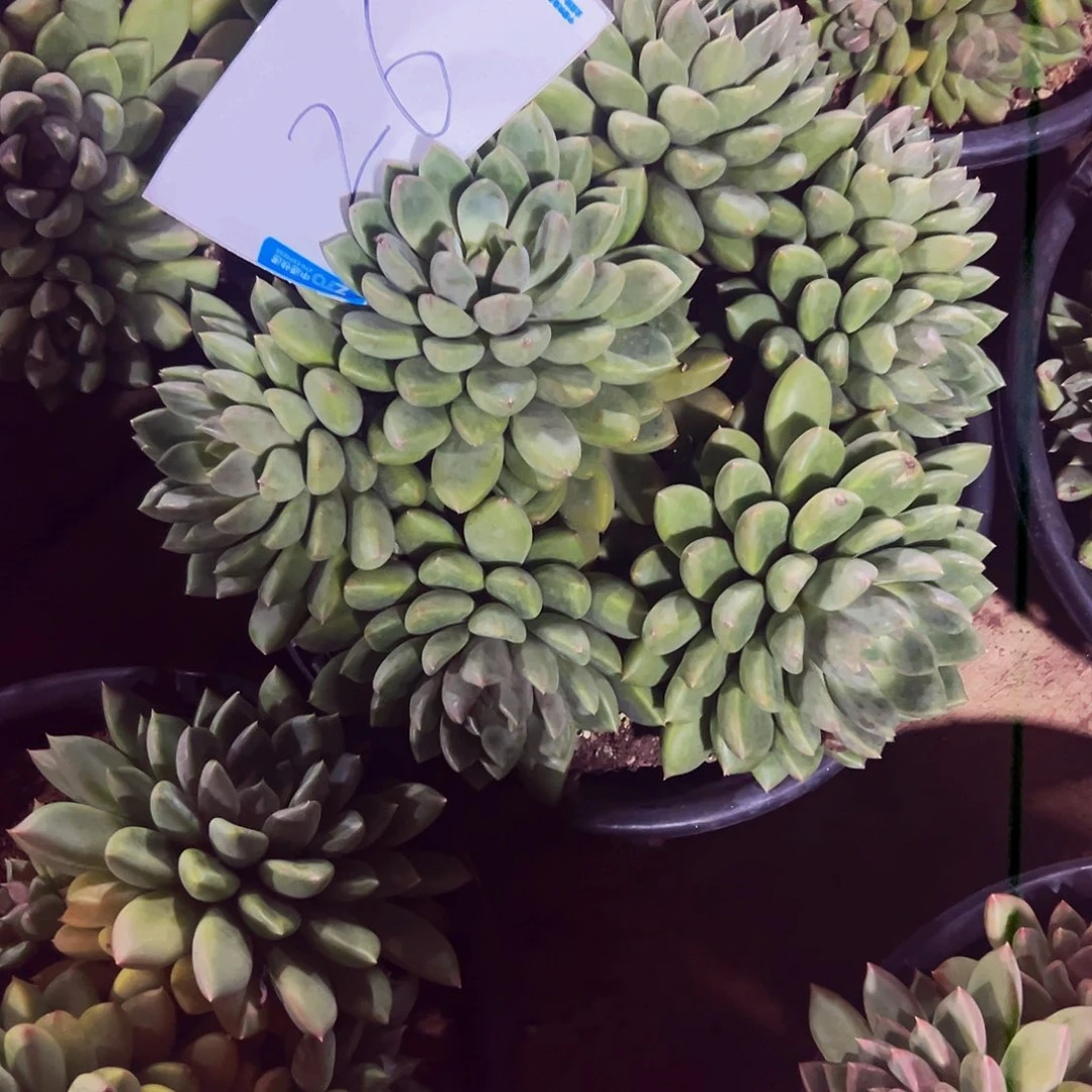 小***哲26号一物一拍脱土包邮