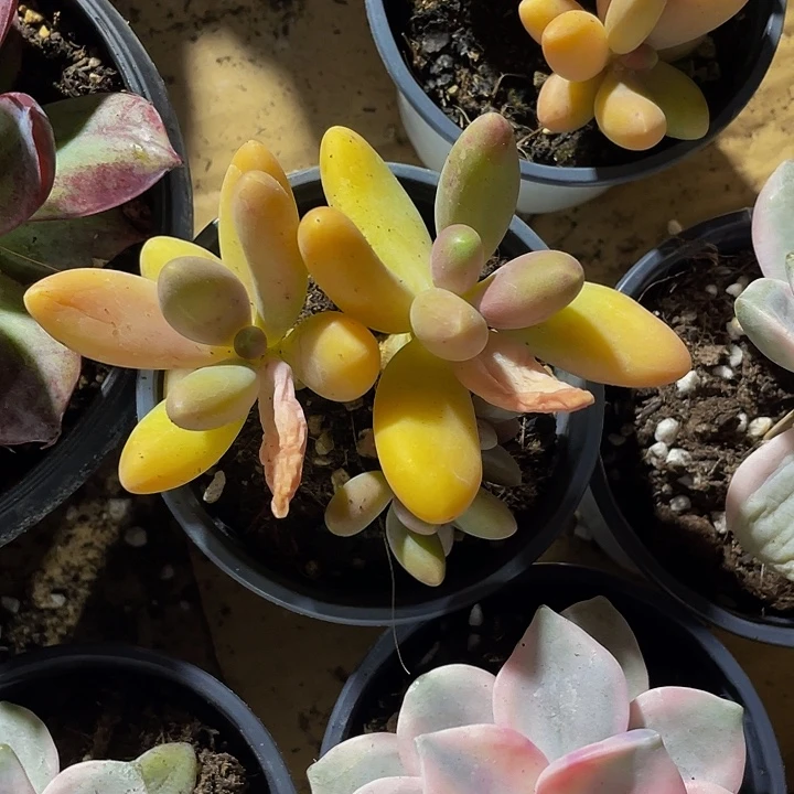 双头芒果奶带盆土发货