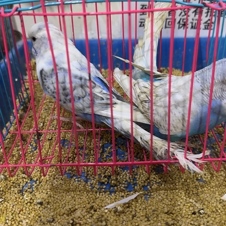 虎皮鹦鹉大头鹦鹉