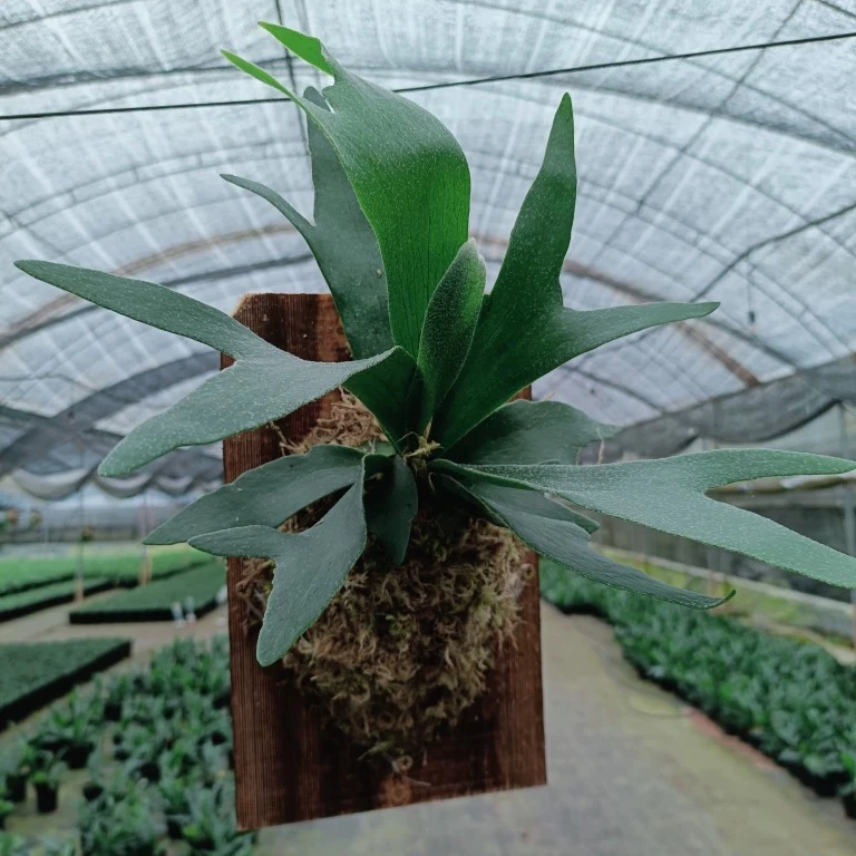 鹿角蕨 二岐鹿角蕨挂板壁挂趣味造景植物室内客厅办公室绿植好养