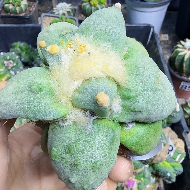 无花朵909白肌榴尤怒涛