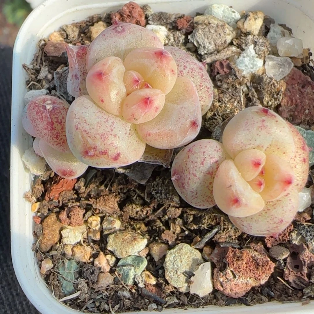 小卡拉米糖心一物一拍