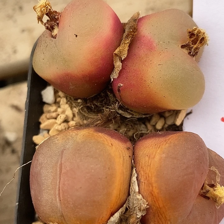 594超大双头2颗。