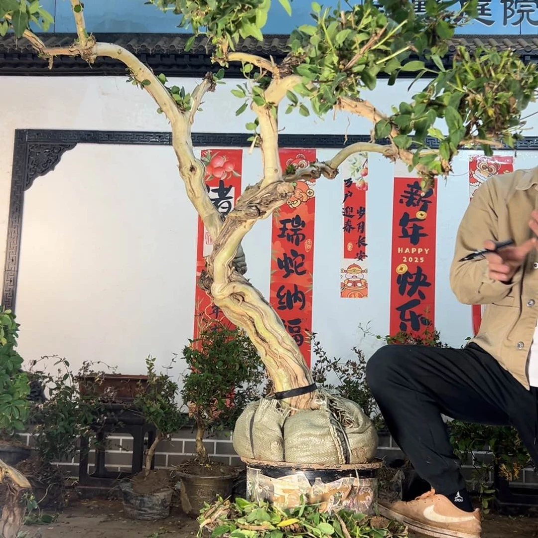 当前无花朵，栽培后可花朵