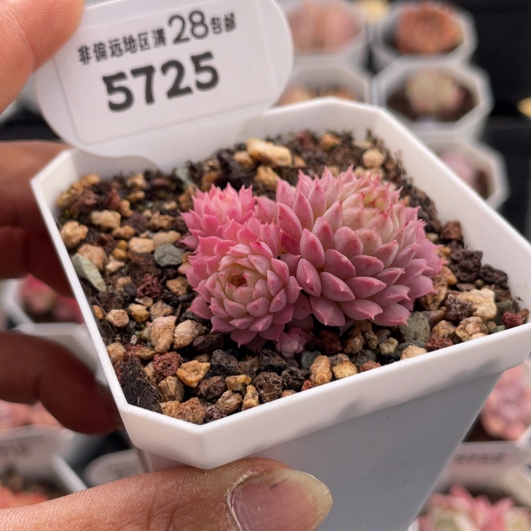 夕云5725-4.0厘米