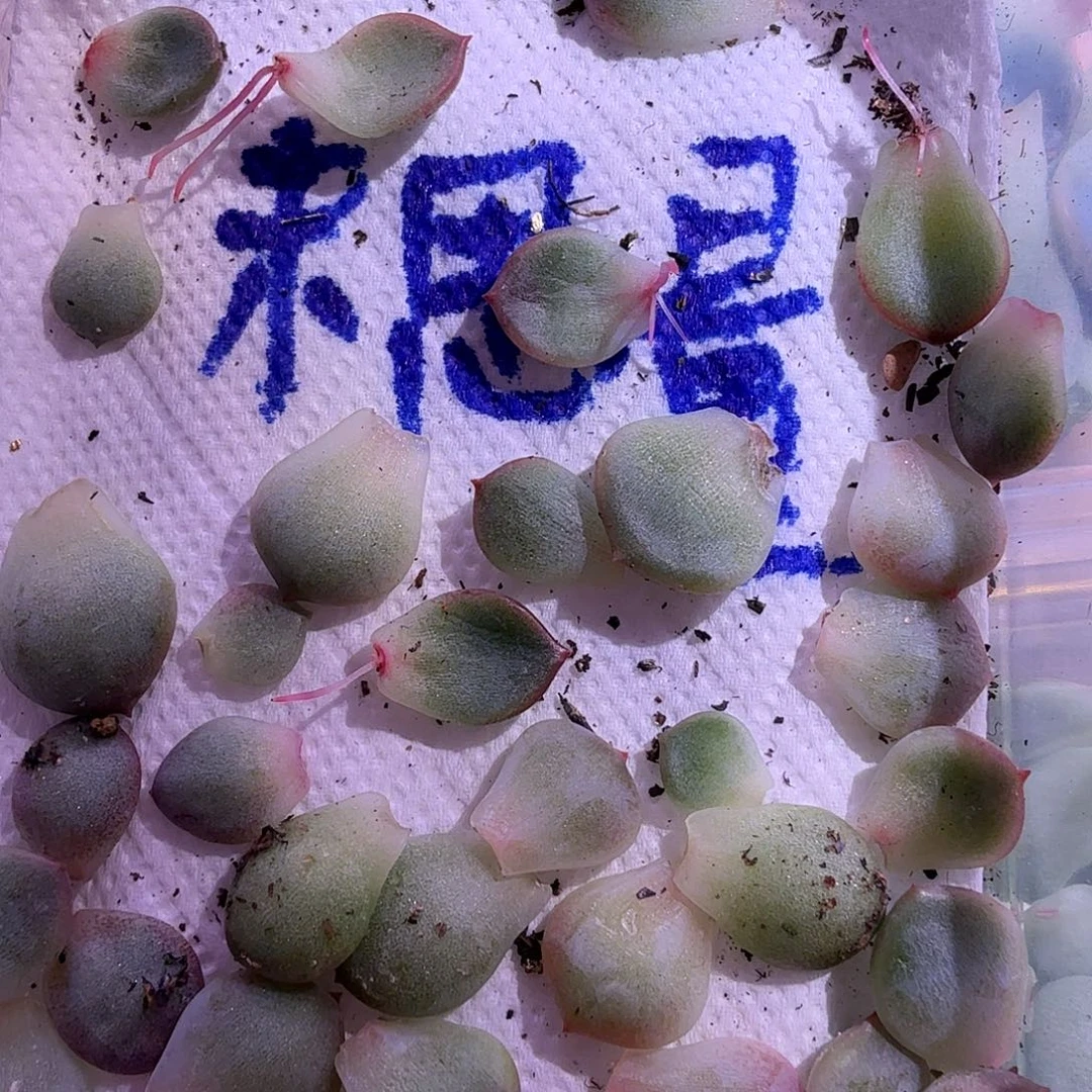 末思量叶片1片量拍