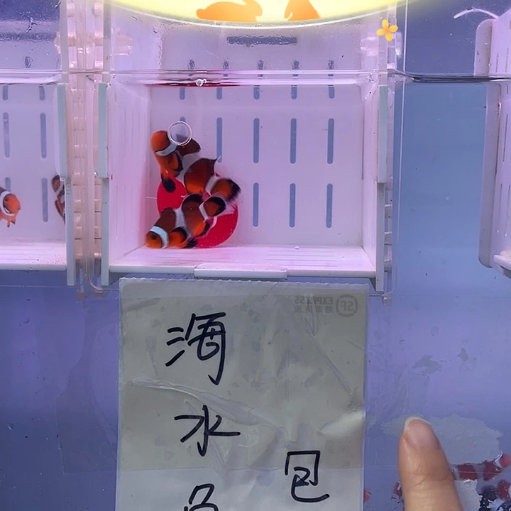 海水鱼精品公子礼服一对
