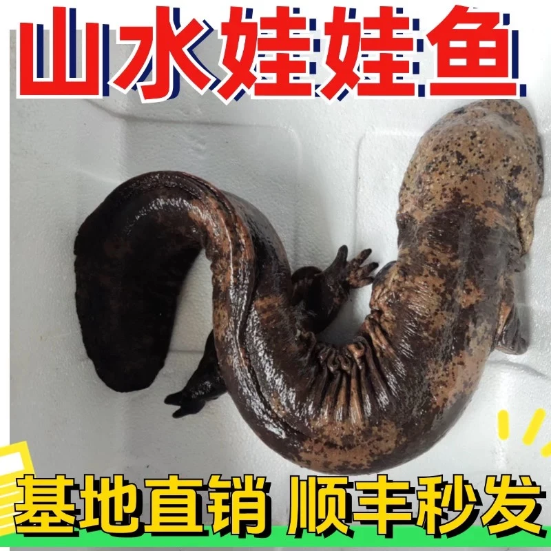 “娃娃鱼”子二代人工养殖1-10斤包活包邮