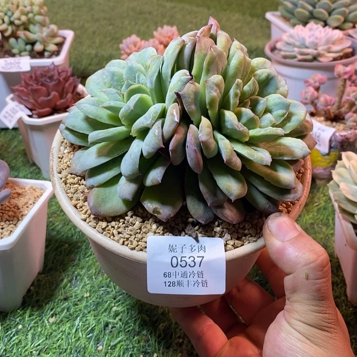 0537啊啊啊啊啊啊啊啊啊