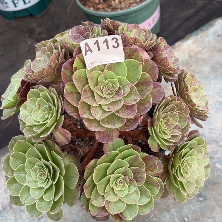 113花月夜25厘米左右