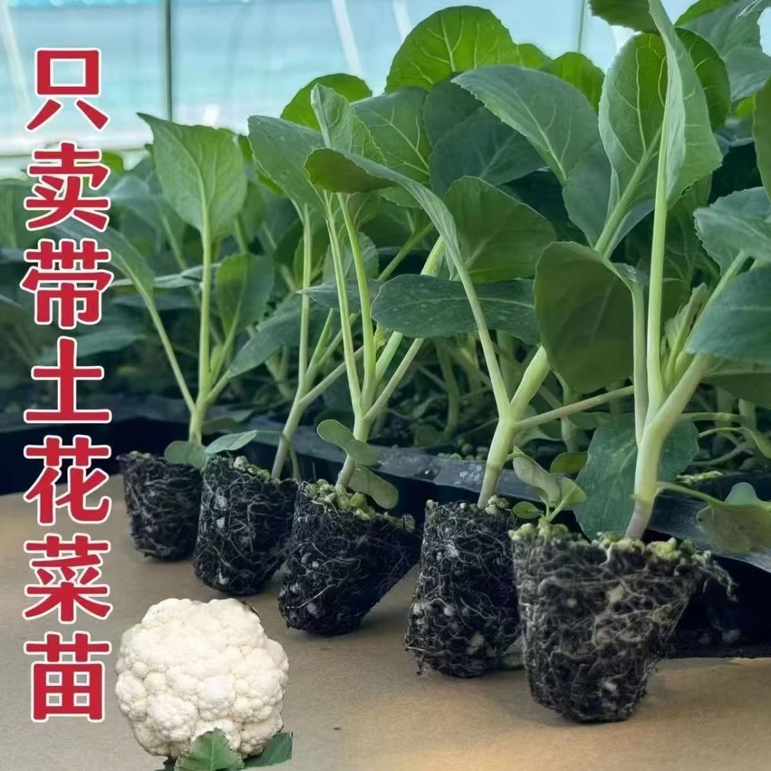 花菜苗高产有机花菜苗青梗散花菜秧苗花菜苗盆栽庭院新鲜秋季四季
