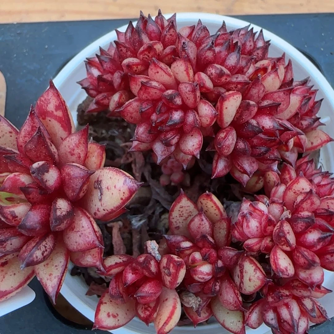 花语逸镜0207-440鹤顶红