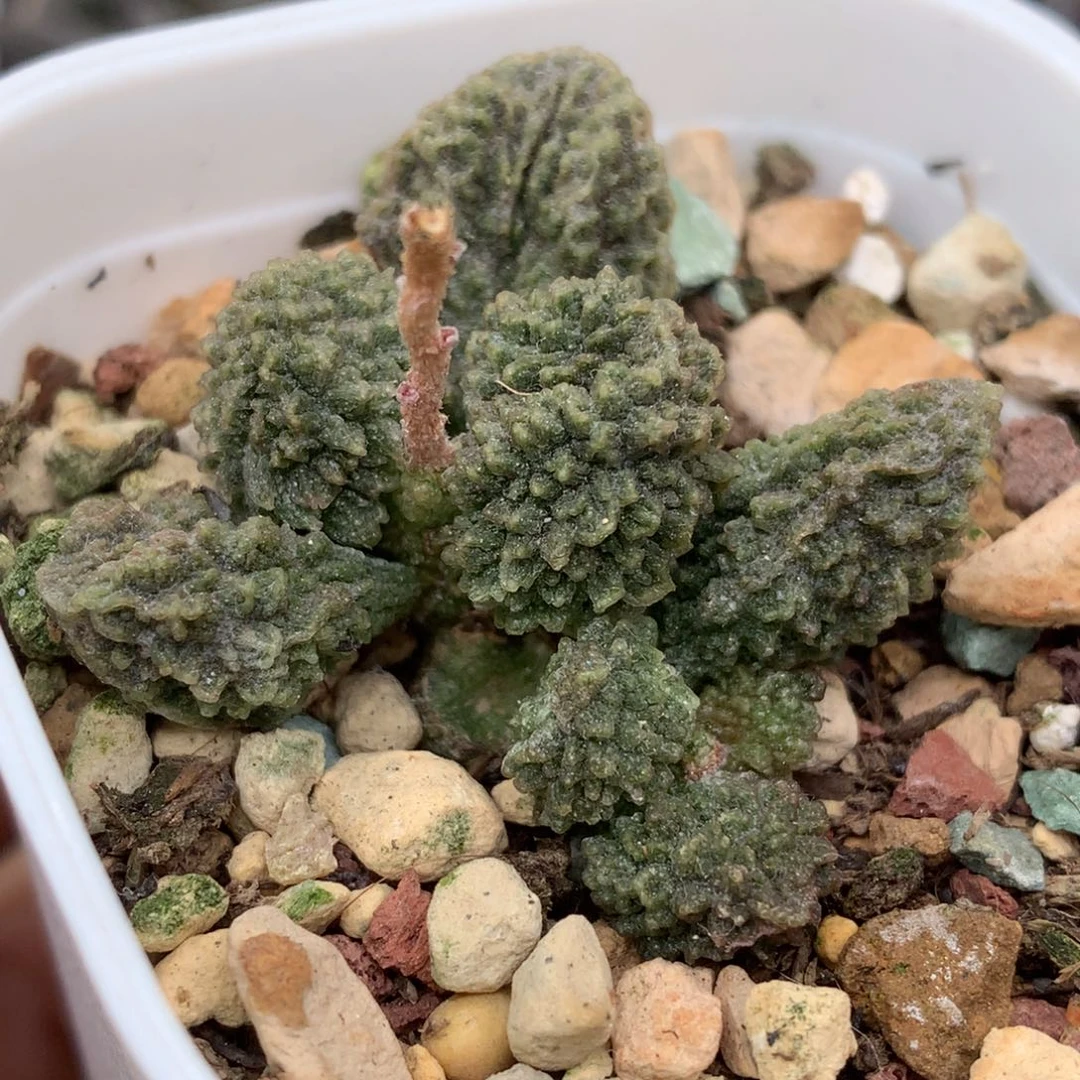 实生新品水泡 大犹杂交