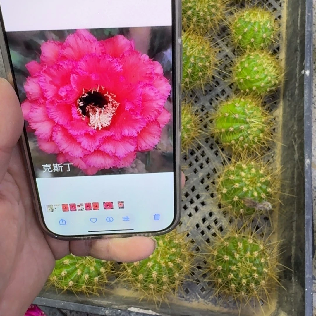 349毛克斯丁歪无根侧牙4公分左右，20包邮